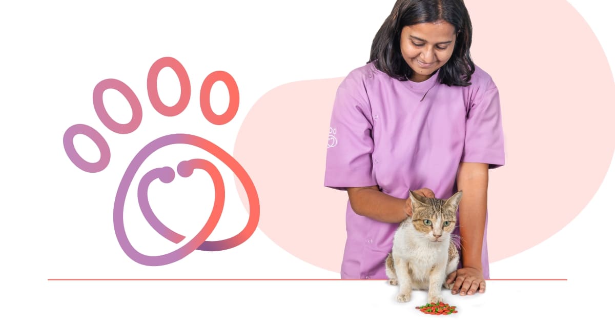 FAQs about pet healthcare Small Animal Hospital Mumbai